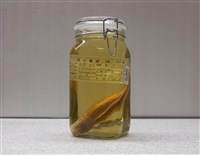 藏品(銀帶棘鱗魚)的圖片